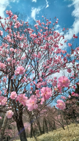 4日（日）袈裟丸山